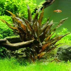 Cryptocoryne wendtii tropica