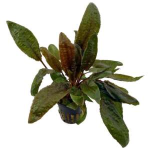 Cryptocoryne purpurea