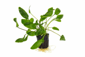 Cryptocoryne willissii