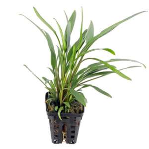Cryptocoryne x willissii nevellii