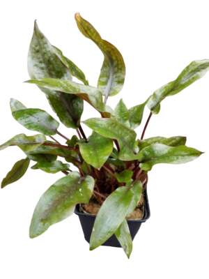 Cryptocoryne usteriana