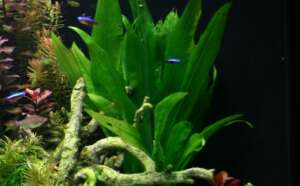Echinodorus bleheri