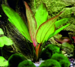Echinodorus Devils Eye