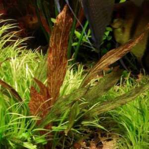 Echinodorus Felix