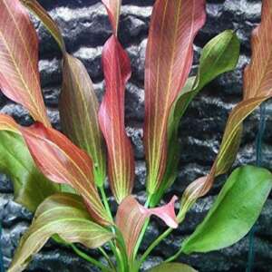 Echinodorus Hot Pepper