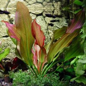 Echinodorus Atlandsberg