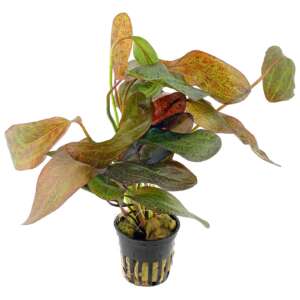 Echinodorus ozelot red