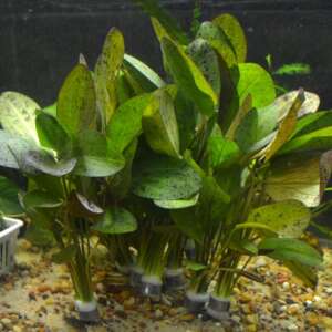 Echinodorus ozelot red