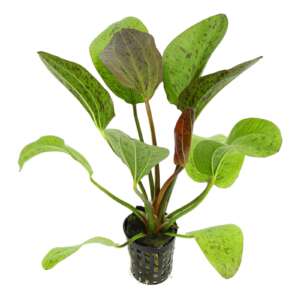 Echinodorus Felix