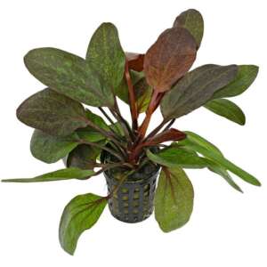 Echinodorus Red Flame