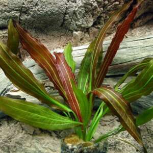 Echinodorus rubin