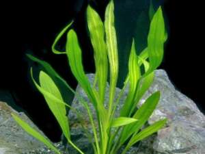 Echinodorus uruguayensis