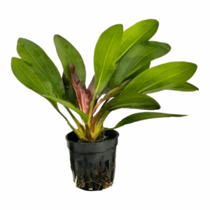 Echinodorus rubin