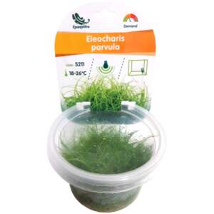 Eleocharis parvula InVitro, 100 ml