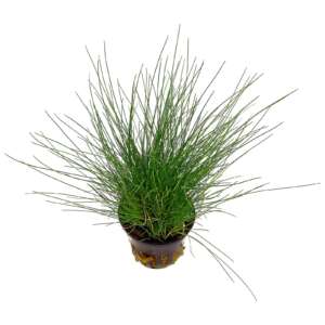 Eleocharis parvula (Previously: E. acicularis)