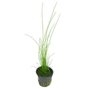 Eleocharis species