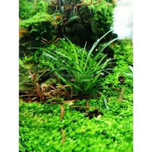Eriocaulon species