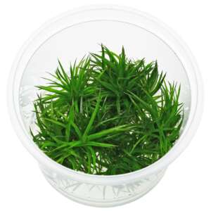 Eriocaulon Cinereum polaris InVitro 100 ml
