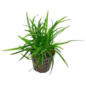 Eriocaulon sp. Vietnam