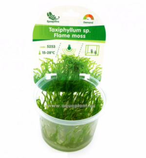 Flame moss (Taxiphyllum sp.) InVitro, 100 ml