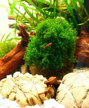 Flame moss (Taxiphyllum sp.) InVitro, 100 ml