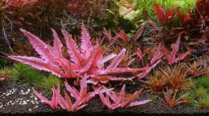 Cryptocoryne sp. Flamingo