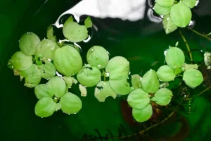 Salvinia minima