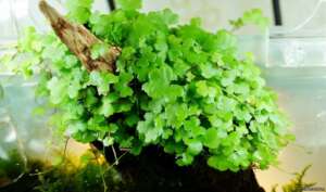 Hydrocotyle tripartita (sp. Japan) InVitro, 100 ml