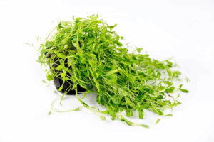 Glossostigma elatinoides