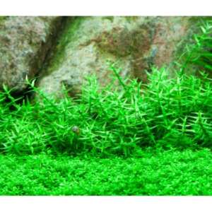 Gratiola viscidula