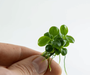 Anubias nana micro