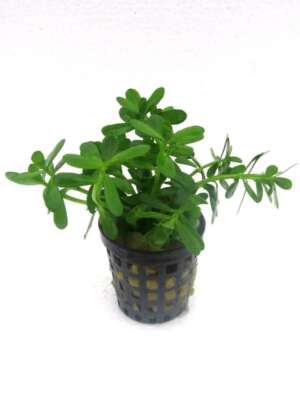 Hedyotis salzmannii