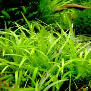 Echinodorus tenellus
