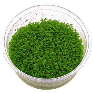 Hemianthus callitrichoides InVitro, 100 ml
