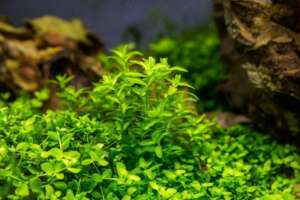 Micranthemum micranthemoides