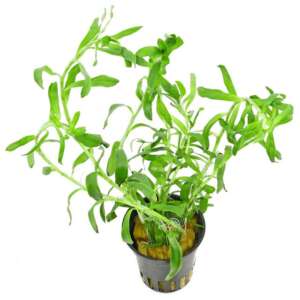 Heteranthera zosterifolia