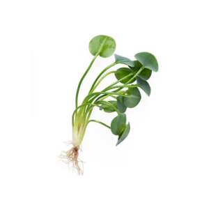 Hydrocleys nymphoides