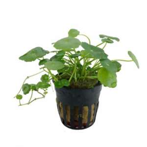 Hydrocotyle vulgaris - Pennywort