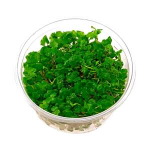 Hydrocotyle tripartita (sp. Japan) InVitro, 100 ml
