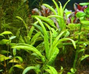 Hygrophila pantanal wavy