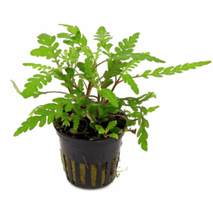 Hygrophila pinnatifida