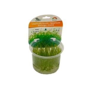 Stringy moss (Leptodictyum riparium) InVitro, 100 ml