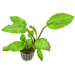 Lagenandra sp green
