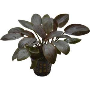 Lagenandra meeboldii red