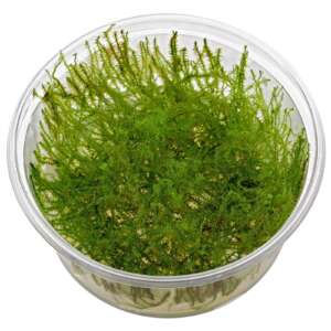 Stringy moss (Leptodictyum riparium) InVitro, 100 ml