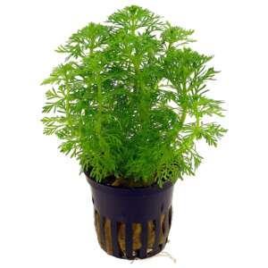 Limnophila sessiliflora - ambulia