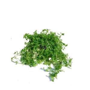 Limnophila sp. Vietnam mini