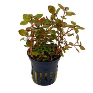 Ludwigia palustris red