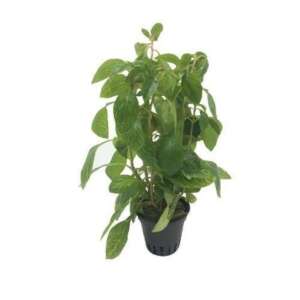 Ludwigia parigata