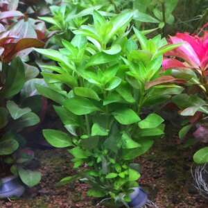Ludwigia palustris green